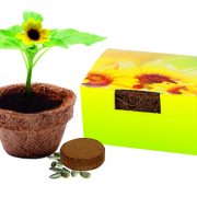 Kokos-Topf mit Bio-Sonnenblume