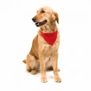 Schickes Dreieckstuch am Halsband für Hunde am Hundemodell